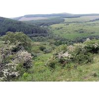 UK Photo Print A4 / 12"x8" Looking Southeast down the Capper Cleuch Williamhope c2010