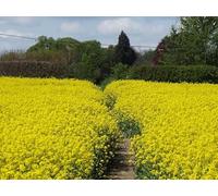 UK Photo Print A4 / 12"x8" Mellow Yellow Colt Hill/SU7451 Downland footpath passing throu c2012