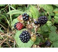 UK Photo Print A4 / 12"x8" My first Blackberry 2010 Mapplewell c2010