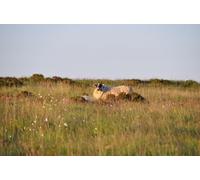 UK Photo Print A4 / 12"x8" North Devon : Exmoor Scenery Bridge Ball Looking across the Exm c2015