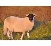 UK Photo Print A4 / 12"x8" North Devon : Exmoor Scenery Bridge Ball Looking out across the c2015