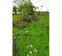 UK Photo Print A4 / 12"x8" North Devon : Grassy Footpath Rackenford A grassy footpath head c2014