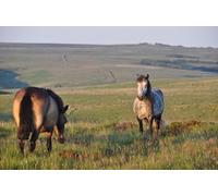 UK Photo Print A4 / 12"x8" North Devon : The B3223 Bridge Ball Looking along the B3223 as c2015