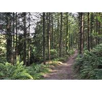 UK Photo Print A4 / 12"x8" North Devon : Track through Harpson Wood Knowstone A track head c2015
