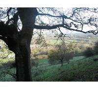 UK Photo Print A4 / 12"x8" Oak tree beside the footpath descending Burledge Hill to Bishop Sutton c2010