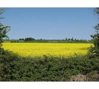 UK Photo Print A4 / 12"x8" Oil seed rape field Aldreth Looking from Fen Side byway towards c2011