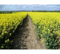 UK Photo Print A4 / 12"x8" Oilseed rape at Broom Downs Breach/TQ8465 This footpath from N c2015