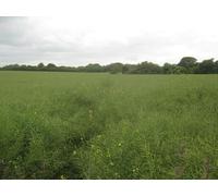 UK Photo Print A4 / 12"x8" Overgrown path to Misling Lane Sixmile A path leads from Stone c2010