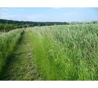 UK Photo Print A4 / 12"x8" Path by the River Arun Arundel The River Arun is out of sight t c2014
