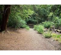 UK Photo Print A4 / 12"x8" Path in Flagmore Wood High Wycombe c2011
