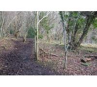 UK Photo Print A4 / 12"x8" Path through Beech Wood Fox Hill/ST7562 Footpath BA16/3 climbs c2016