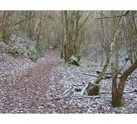 UK Photo Print A4 / 12"x8" Path through Nottingham Scrubs The Camp/SO9109 c2010