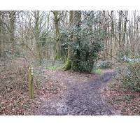 UK Photo Print A4 / 12"x8" Paths crossing near Inhurst c2010