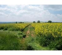 UK Photo Print A4 / 12"x8" Pathway through the rape Little Rollright The path has been cut c2010