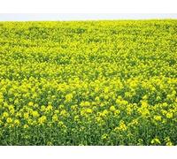 UK Photo Print A4 / 12"x8" Rape crop flowering Saffron Walden On the footpath between Saff c2010