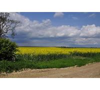 UK Photo Print A4 / 12"x8" Rape field - Scredington Thorpe Latimer Fast becoming known as c2010