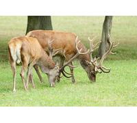 UK Photo Print A4 / 12"x8" Red Deer at the British Wildlife Centre, Newchapel, Surrey Newc c2010