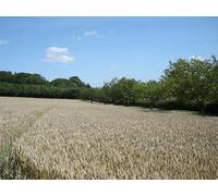 UK Photo Print A4 / 12"x8" Ripe Corn Huggate Northfield House is in the trees, the approa c2009