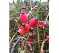 UK Photo Print A4 / 12"x8" Rose hips, Carrigans Mountjoy/H4278 Pictured along the roadsid c2010