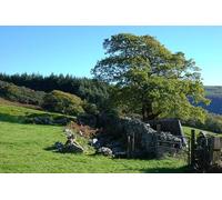 UK Photo Print A4 / 12"x8" Ruins under a tree Llanegryn The O.S. map suggests that these a c2010