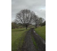 UK Photo Print A4 / 12"x8" Sheep may safely graze English Bicknor Sadly, there's not c2015