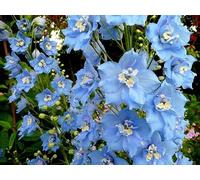 UK Photo Print A4 / 12"x8" Sky Blue Delphinium Bromsash A delphinium in heavenly colour on c2010