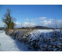 UK Photo Print A4 / 12"x8" Snowy Hedgerow Spennymoor Near Westerton. The first large snowf c2010