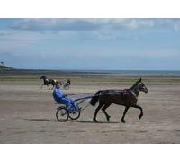 UK Photo Print A4 / 12"x8" Sulky Racing Garlieston Fly past as the pace picks up c2010