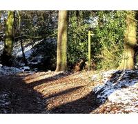 UK Photo Print A4 / 12"x8" Sunny sign Biddulph The winter sun shining through the trees ma c2010