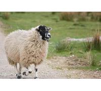 UK Photo Print A4 / 12"x8" Take my photograph! Appletreewick This sheep didn't see th c2010
