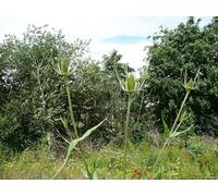 UK Photo Print A4 / 12"x8" Teasel flowers off Elland Footpath 25 These were probably grown c2014