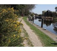 UK Photo Print A4 / 12"x8" Thames Path Above Bray Lock Gorse in bloom beside the path and c2012