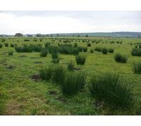 UK Photo Print A4 / 12"x8" The Lane Stronord View across fields to The Lane, a small burn c2010