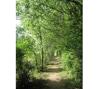 UK Photo Print A4 / 12"x8" The North Downs Way towards Patrixbourne Bishopsbourne The long c2010