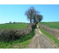 UK Photo Print A4 / 12"x8" The old lane from Wilmington to Inglesbatch Wilmington/ST6962 c2010
