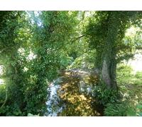 UK Photo Print A4 / 12"x8" The River Quarme at Coppleham Cross c2013