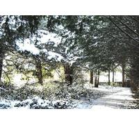 UK Photo Print A4 / 12"x8" Through the Yews Biddulph The low winter sun is shining through c2010