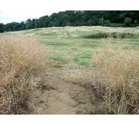 UK Photo Print A4 / 12"x8" Towards the coppice Grove End/SP3039 Seen from where the footp c2010