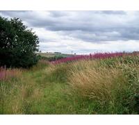 UK Photo Print A4 / 12"x8" Towards Upper Brailes Grove End/SP3039 The path descends towar c2010