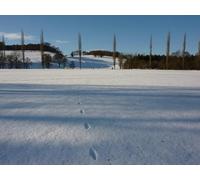 UK Photo Print A4 / 12"x8" Tracks in the snow Dunsa A hare, I think, has crossed this open c2010