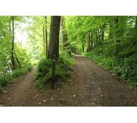 UK Photo Print A4 / 12"x8" Trails in Gannet Wood Brydekirk With marker post. c2015