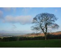 UK Photo Print A4 / 12"x8" Tree in a field and Limetree Wood Beeley On a track towards Bee c2014