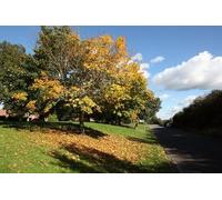 UK Photo Print A4 / 12"x8" Trees on the dismantled railway line beside Brabazon Way Bowerh c2012