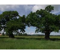 UK Photo Print A4 / 12"x8" Veteran Oaks in Windsor Great Park Clewer Green Two ancient Que c2004