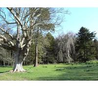 UK Photo Print A4 / 12"x8" Weeping dry tears Earlsferry A leafless willow in the gardens o c2010