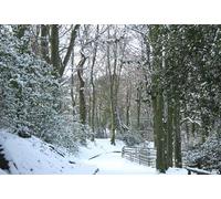 UK Photo Print A4 / 12"x8" Winter in the country park Biddulph Looking down the path in Bi c2010