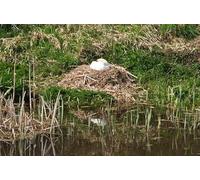 UK Photo Print A4 / 12x8 Mid Devon : The Grand Western Canal - Swan's Nest Burlescombe A c2012
