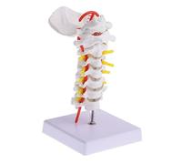 UKCOCO 1pc Anatomical Cervical Spine Model Detailed Structure with Carotid and Posterior Features for Medical Teaching Classroom and Doctor Office