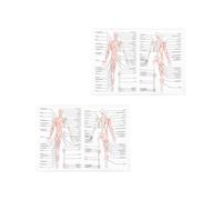UKCOCO 2pcs Human Anatomy Posters Skeletal Muscle Science Teaching Charts 50x70cm Silk Cloth Educational Body Structure Posters for Classroom Office