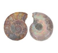 UKCOCO 2pcs Natural Ammonite Specimen Models Educational Fossilized Ammonite Slices for Home Decor Collection Intricate Details and Striking Appearance